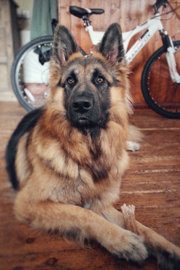 Archie long coated GSD looking for a new home