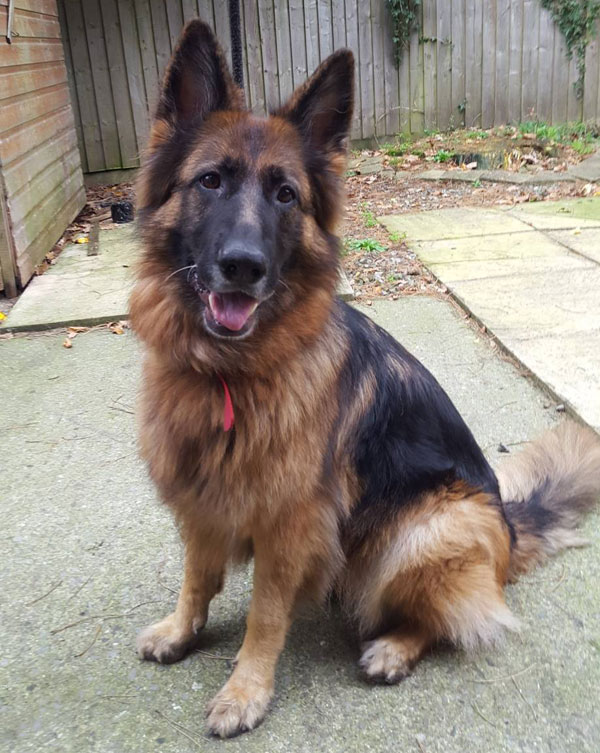 Astra semi long coated gsd looking for a new home