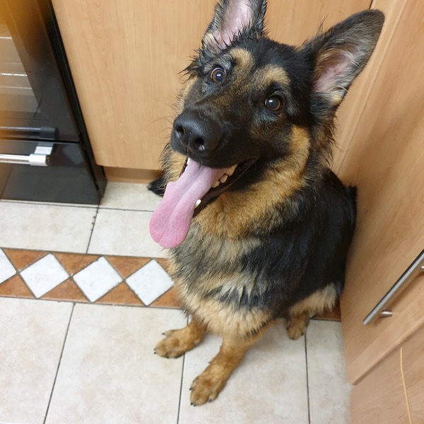Autumn young female GSD needs a new home