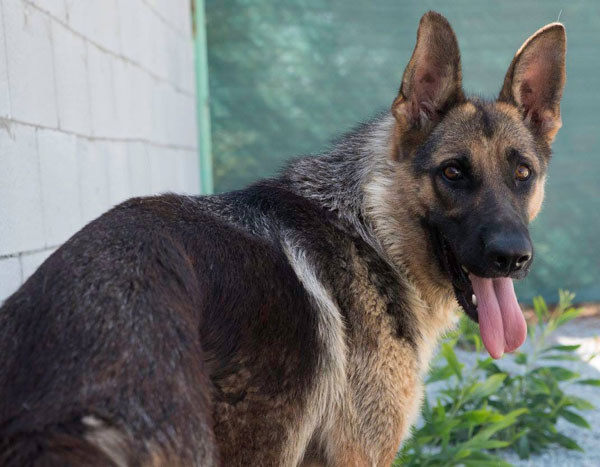Ava the rescued GSD who was found tied to a dumpster