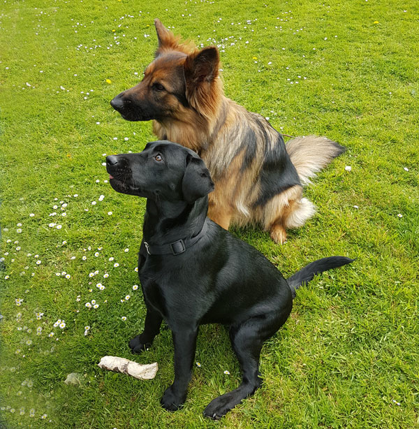 Ayla GSD and Kali young Labrador