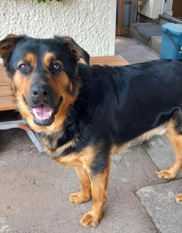 Bailey GSD?Rottie cross needs a new home