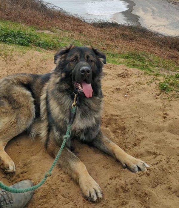 Baloo Caucasian Shepherd needs anew home