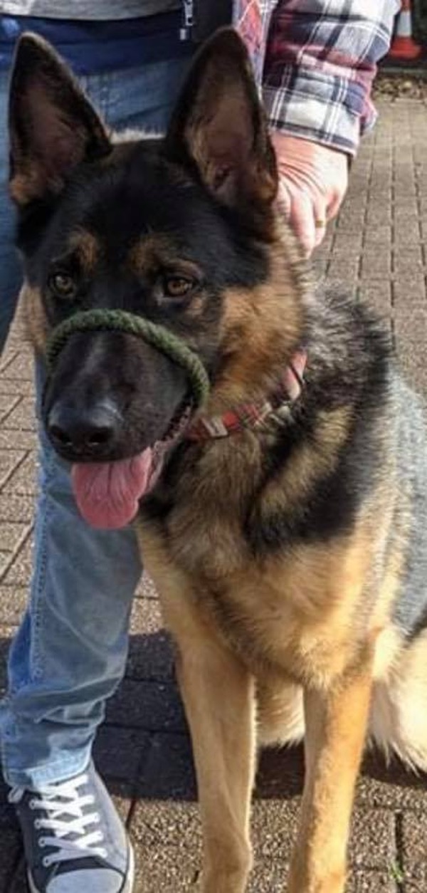 Baxter young GSD needs a new home