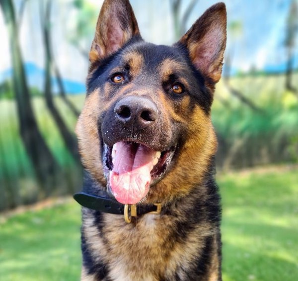 Baxter young gsd needs a new home