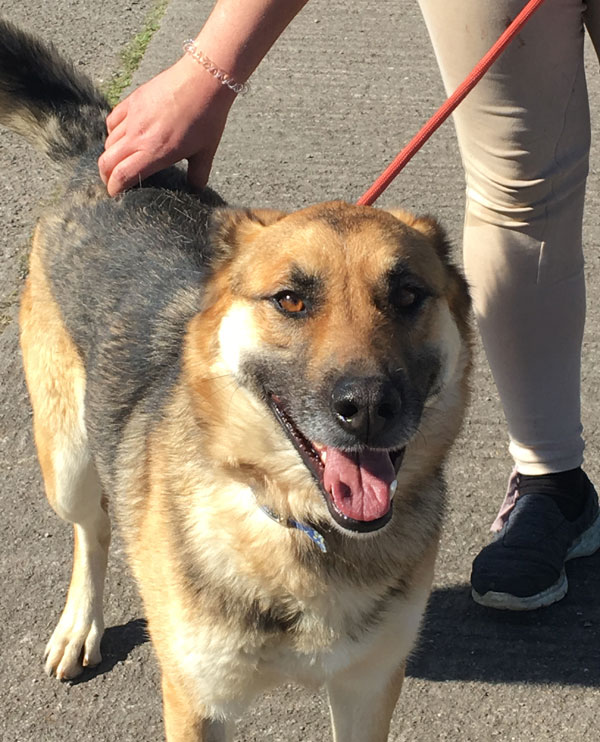 smiling gsd Baylee