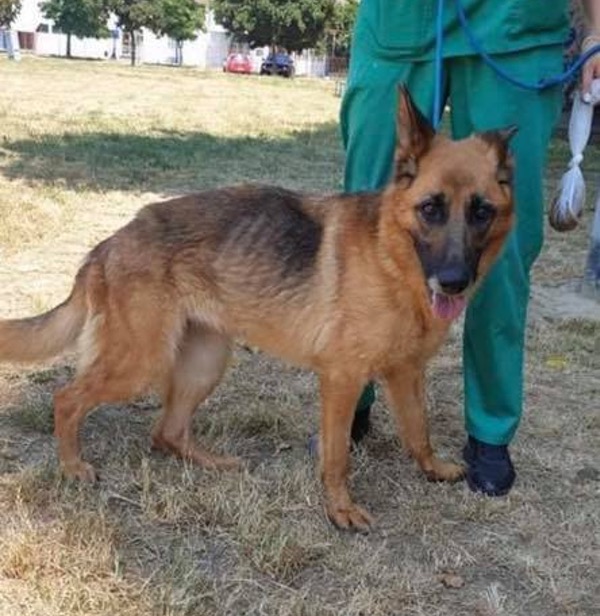 Bea rescue GSD needs a home