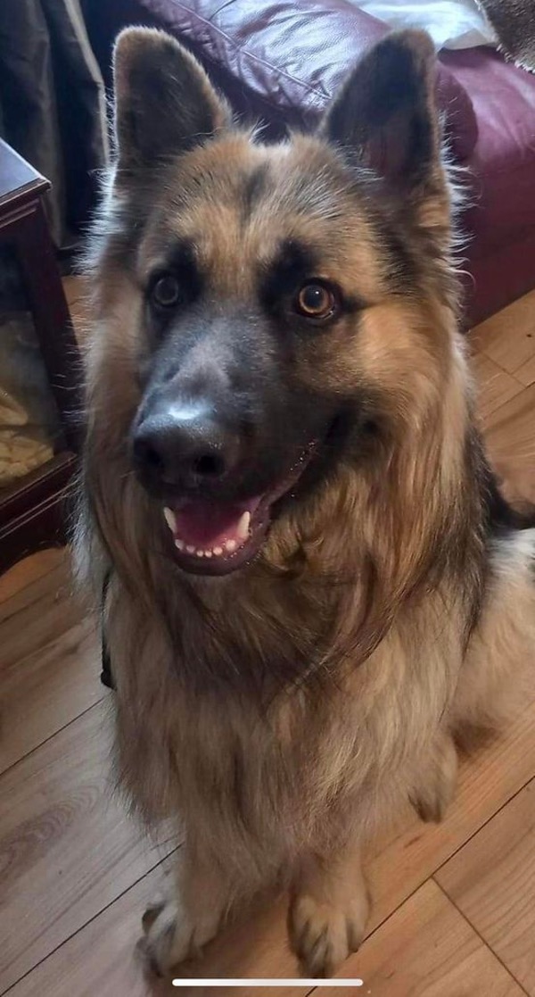 Beautiful Bear GSD needs a new home