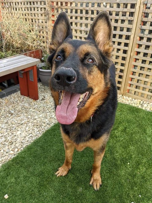 Bear older GSD needs a new home