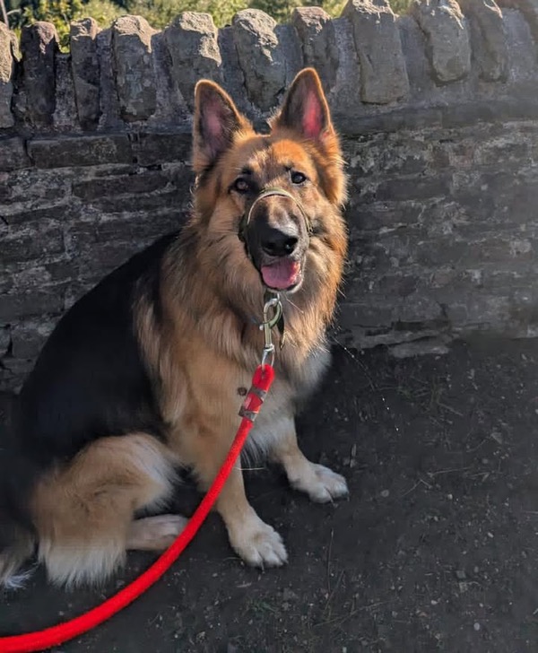 Handsome Bear 2 year old GSD needs a new home