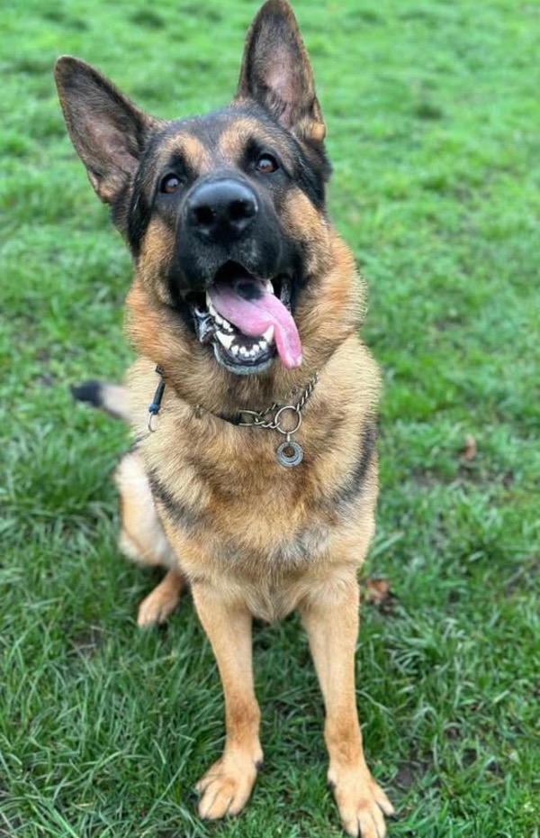 GSD Bear needs a new home