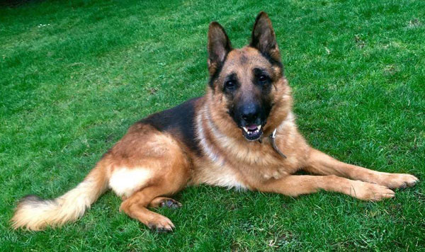 How handsome is Bear the GSD?