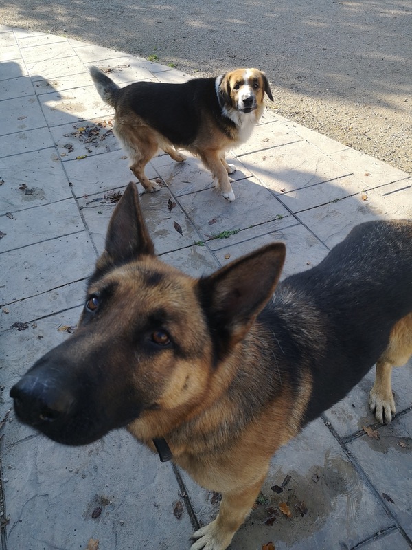 Bear GSD cross and Edward GSD need a home together
