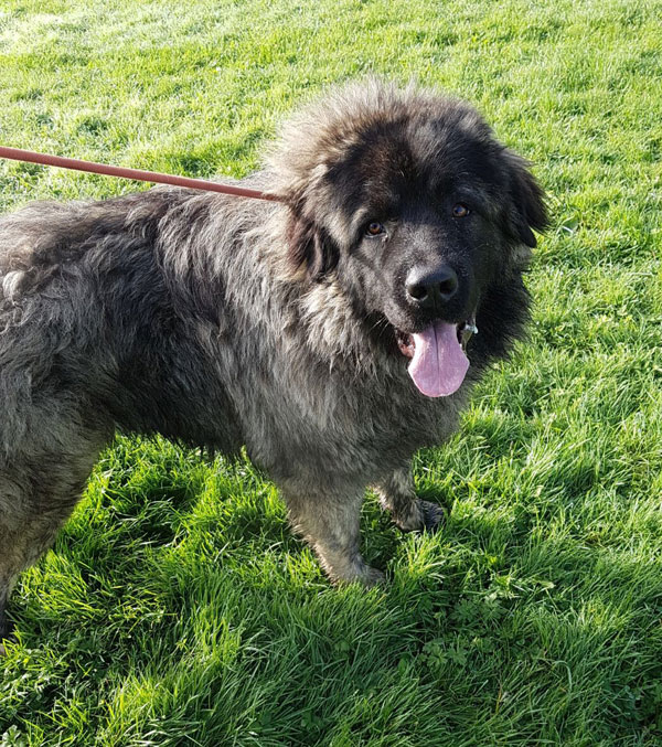 Beau Caucasian Ovcharka (shepherd)