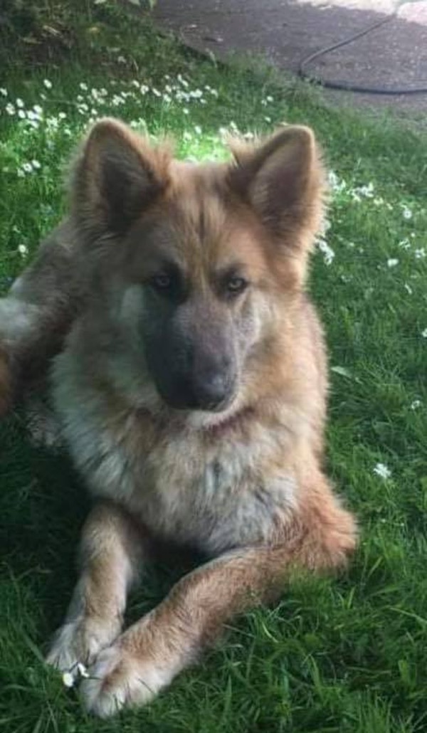Bell GSD urgently needs a new home