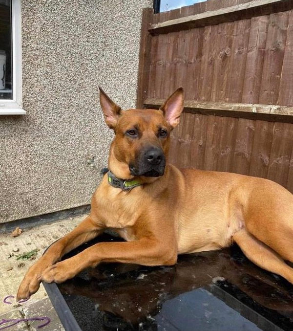 Bella GSD/Staffy cross needs a new home