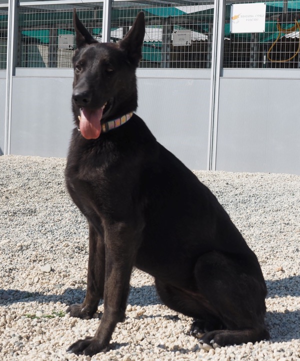 Beautiful black GSD looking for a new home