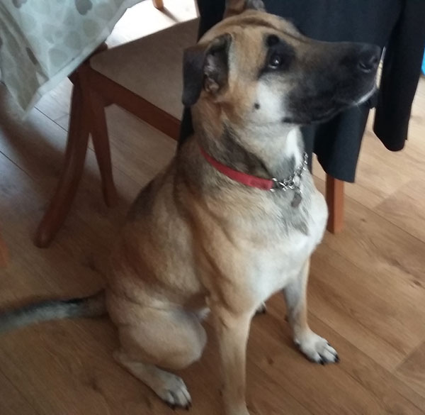 Beautiful Bella GSD cross