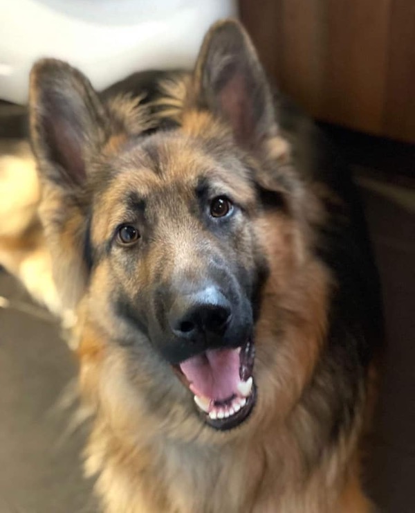 Benji GSD needs a new home