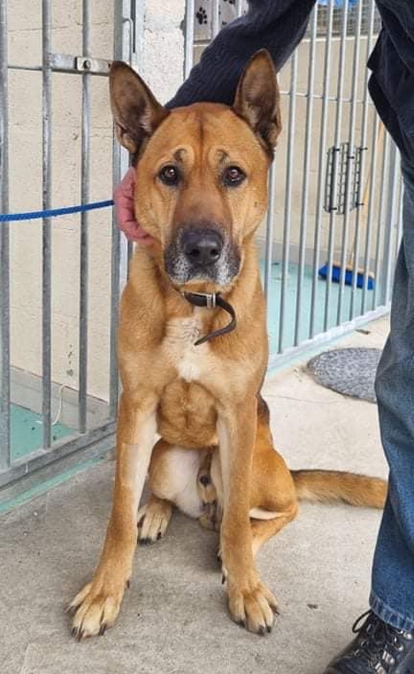 Bill GSD left tied to a tree needs a new home