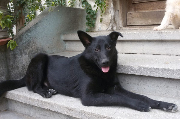 11 month old black german shepherd cross