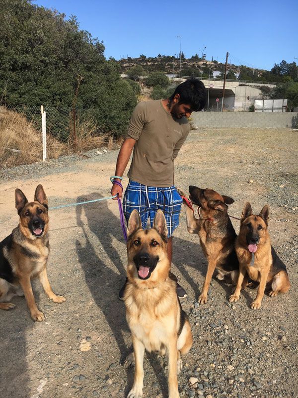 GSD Blake and friends