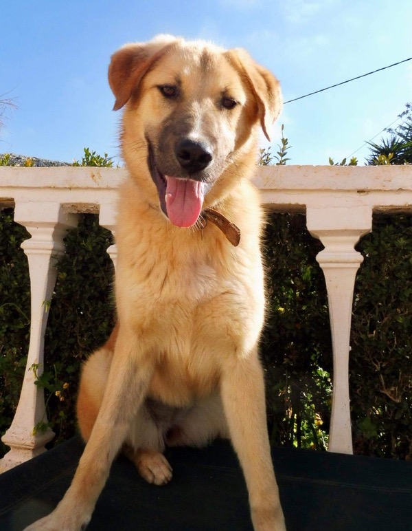 Blondie GSD cross needs a home