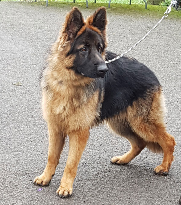 Blue young GSD looking for a new home