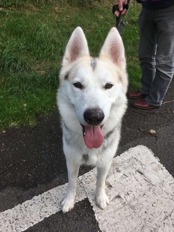 Lovely handsome GSD Siberian husky cross