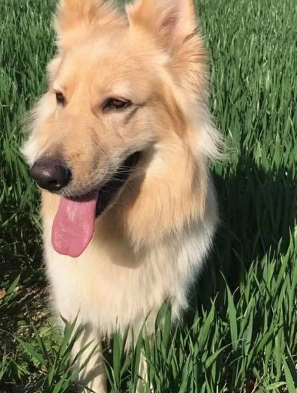 Golden GSD Bobby needs a new home