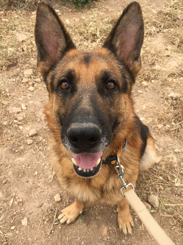 Bolt german shepherd looking for a new home