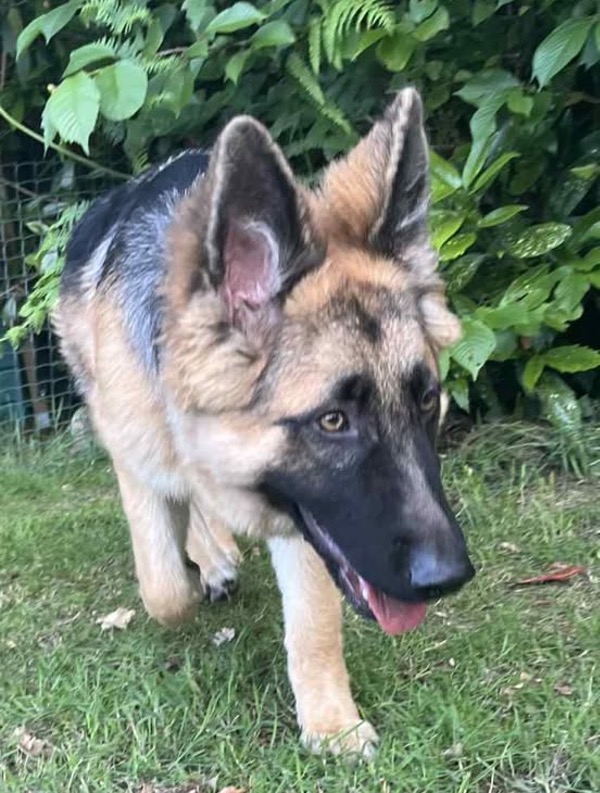 GSD puppy Bonnie needs a new home