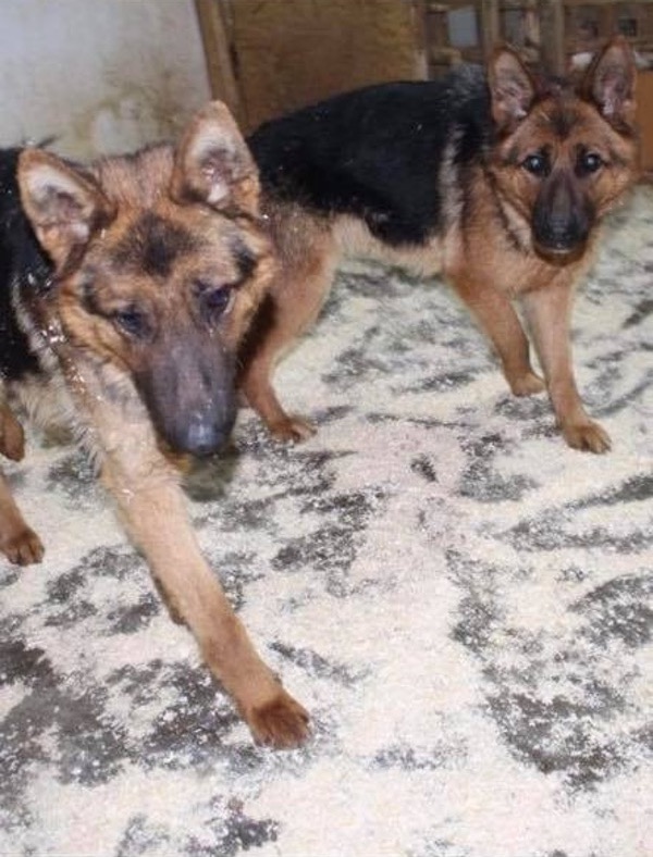 Brother and sister GSD's Bonnie and Clyde need a home together