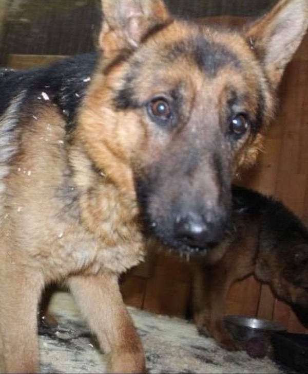 Romanian GSD needs a home