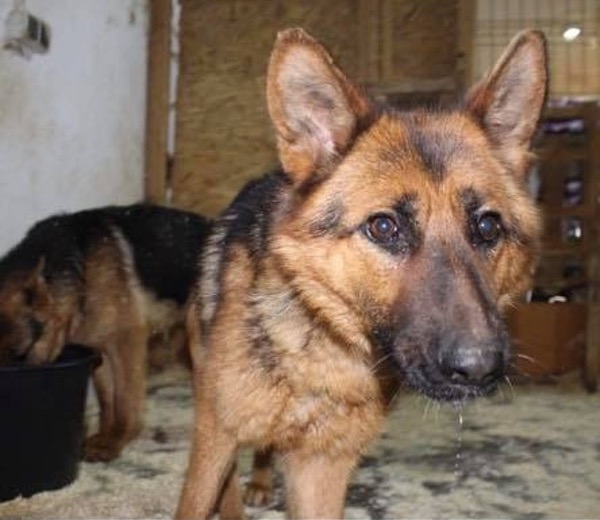 Romanian shelter dog needs a loving home