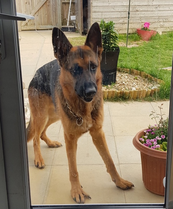 Boy gsd looking for a new home