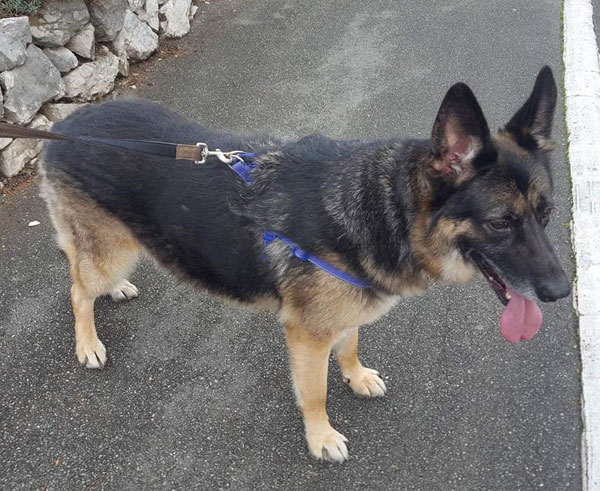 bran 6 year old GSD looking for a home