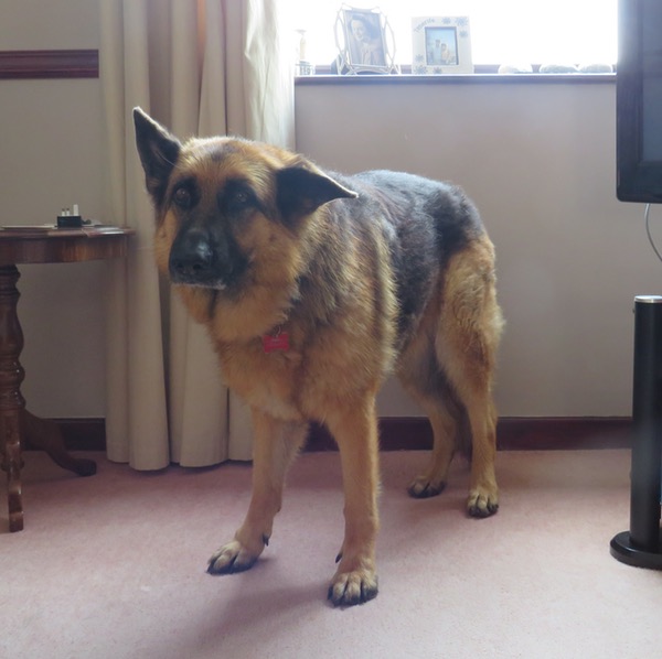 depressed gsd looking for a new home