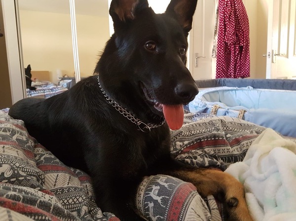 Lovely german shepherd for rehoming