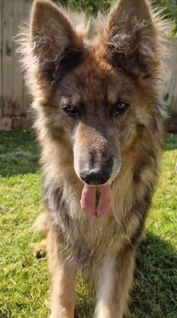 Bruce the GSD needs a new home