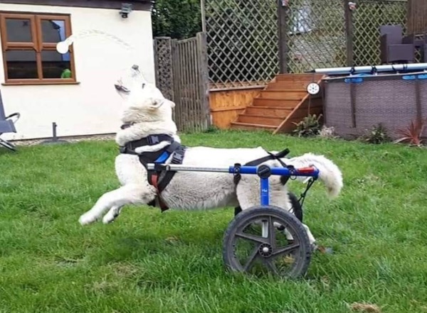 white gsd with DM on his wheels