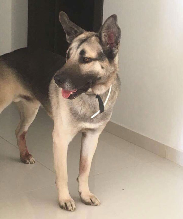 Handsome young Bruno GSD cross