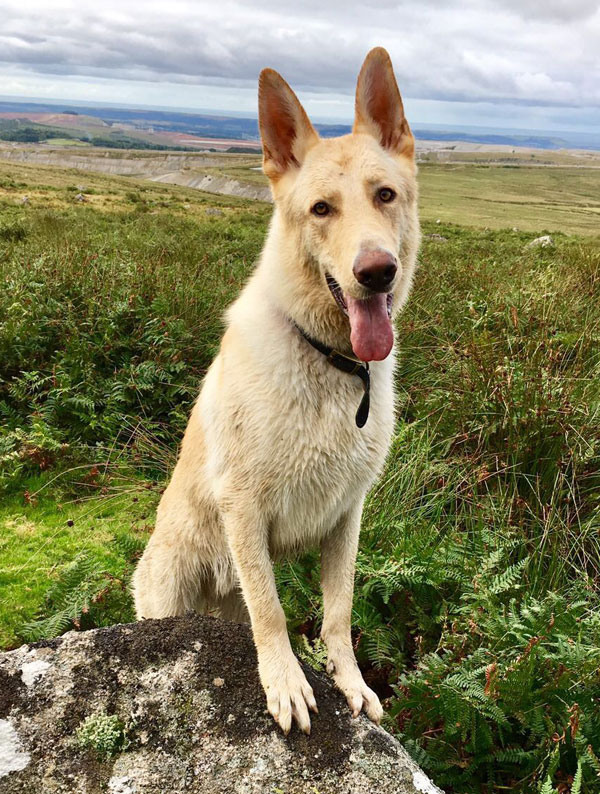 Bruno white GSD looking for a home