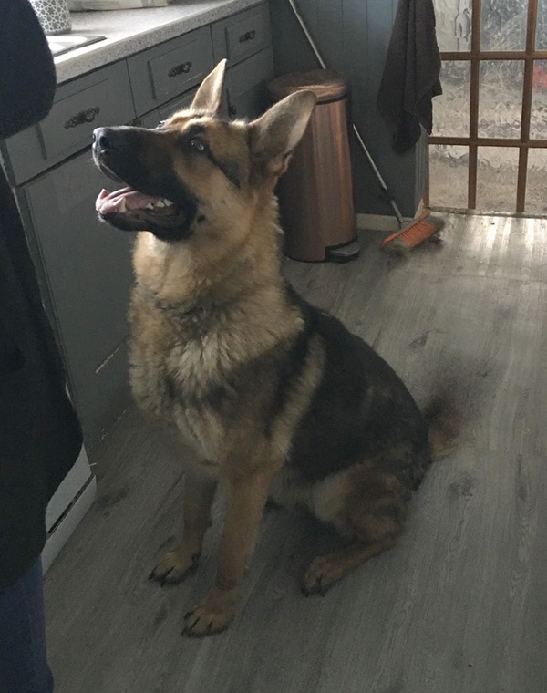 Young GSD Buddy needs a new home