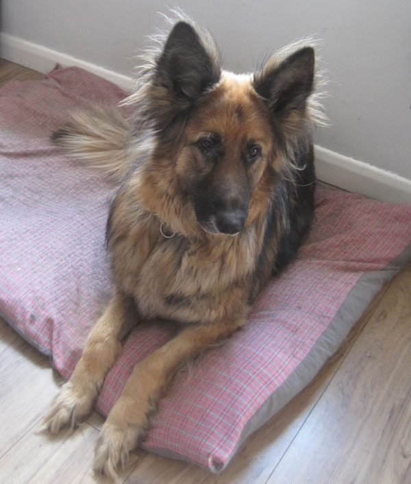 Buddy gsd that needs a new home