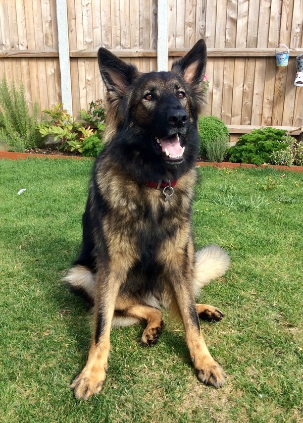 Handsome Buster GSD looking for a new home