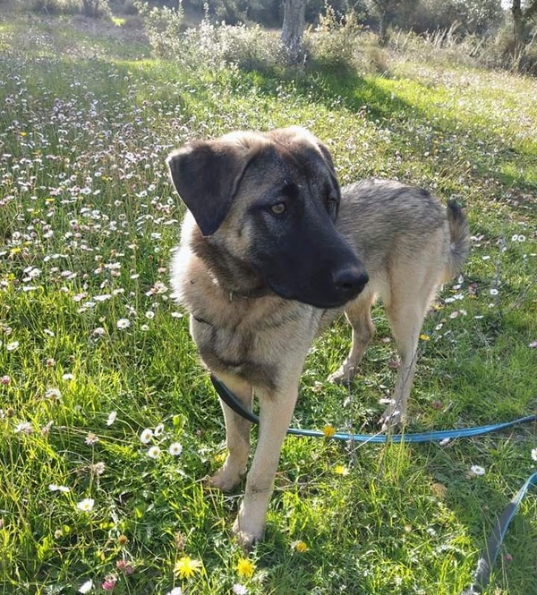 Carina GSD cross looking for a new home