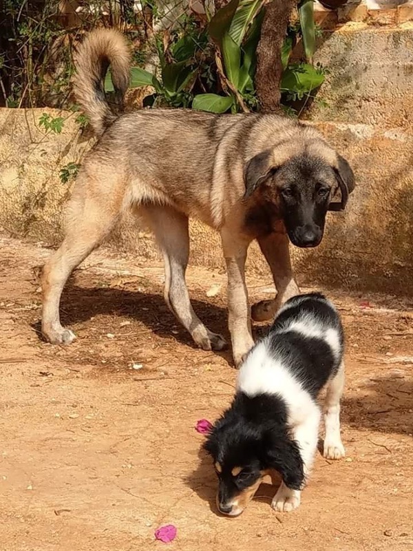 Carina GSD cross, loves other dogs and cats