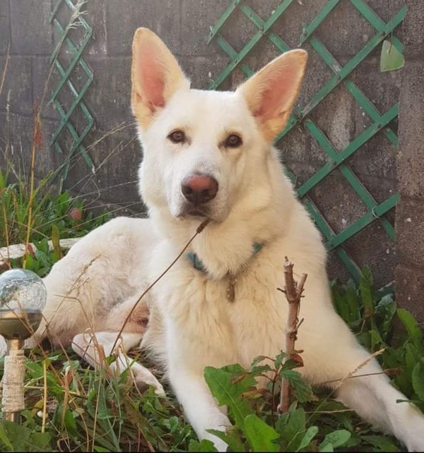 White GSD Casper needs a new home