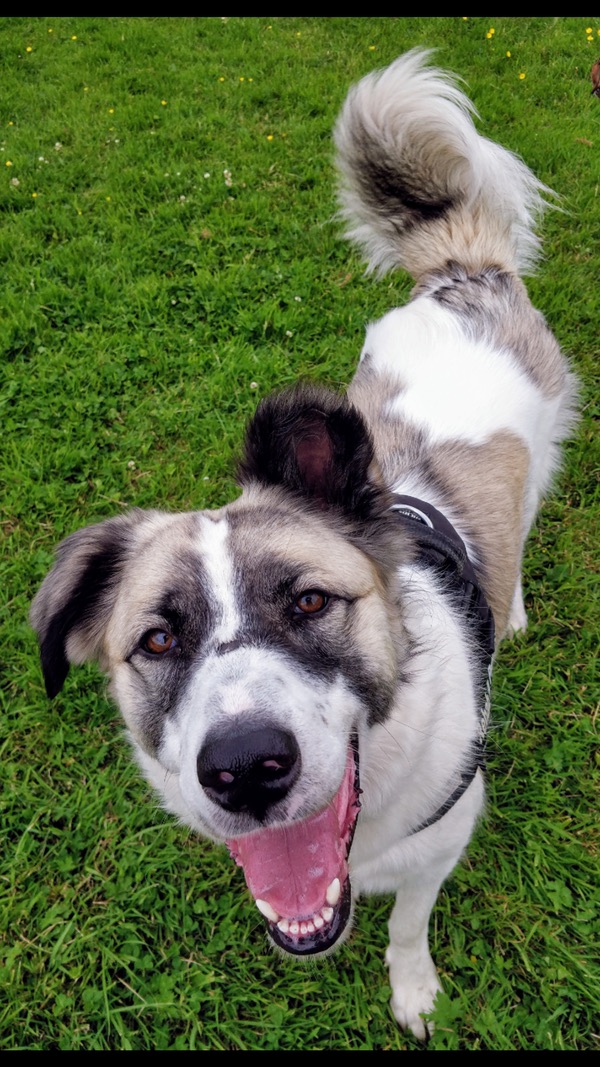 Cauta Romanian Shepherd needs a new home